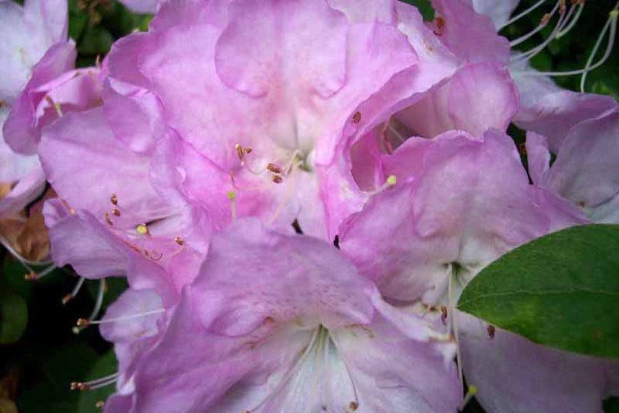 Ring's Orchido