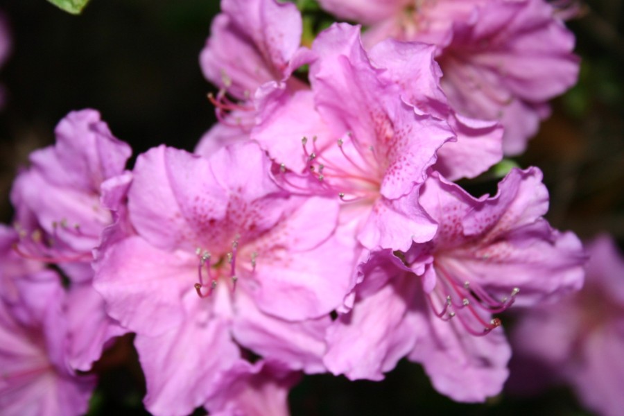 Schroeder's Lavender Mist, Photo © Carolyn Beck