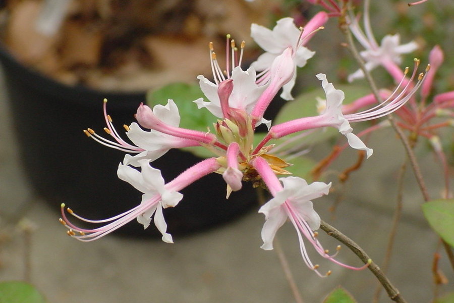 colemanii, Photo © William C. Miller III