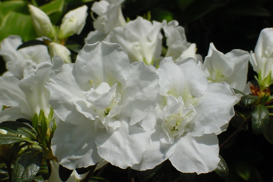 Seattle White, Photo © Don Hyatt